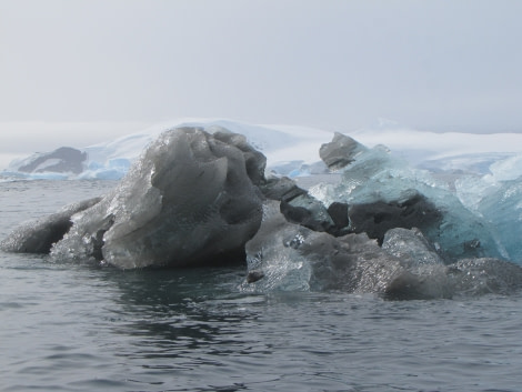 OTL29-18 Day 15 Cierva Cove dirty ice © Oceanwide Expeditions.JPG