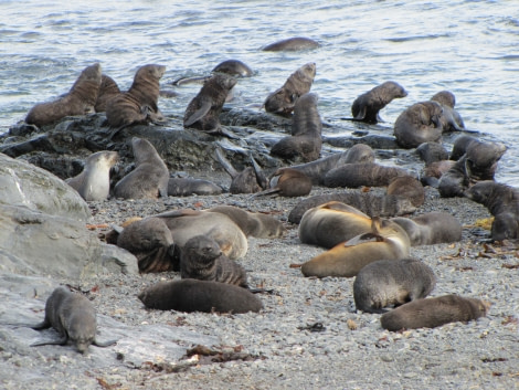 OTL29-18 Day 2 Prion Island Fur seals 2  © Oceanwide Expeditions.JPG