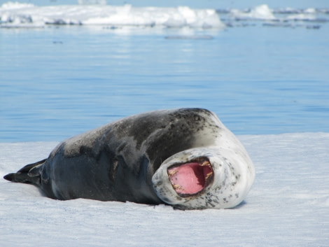 OTL29-18 Day 14 Brown Bluff Leopard seal 3 © Oceanwide Expeditions.JPG