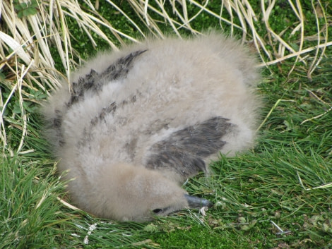 OTL29-18 Day 2 Prion Island skua chick 3 © Oceanwide Expeditions.JPG