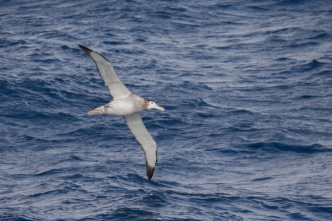 OTL30-18 wandering albatross-3587 © Oceanwide Expeditions.jpg