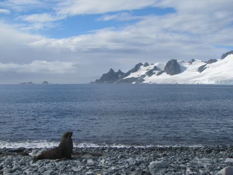 OTL29-18 Day 16 Half Moon Fur seal 1 © Oceanwide Expeditions.JPG