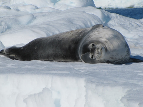 OTL29-18 Day 14 Brown Bluff Weddell seal © Oceanwide Expeditions.JPG