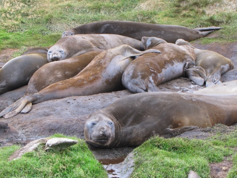 OTL29-18 Day 9 Ocean Harbour Elephant seals 2.JPG