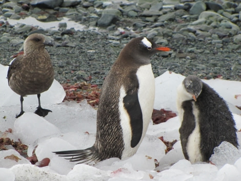 OTL29-18 Day 15 Mikkelsen skua & Gentoos © Oceanwide Expeditions.JPG