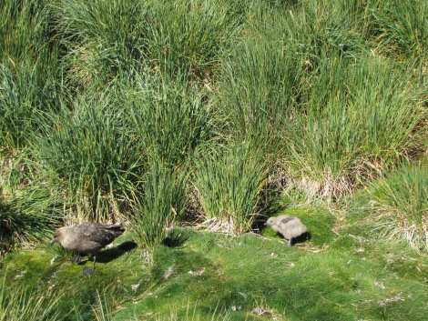 OTL29-18 Day 2 Prion Island skua chick 2 © Oceanwide Expeditions.JPG