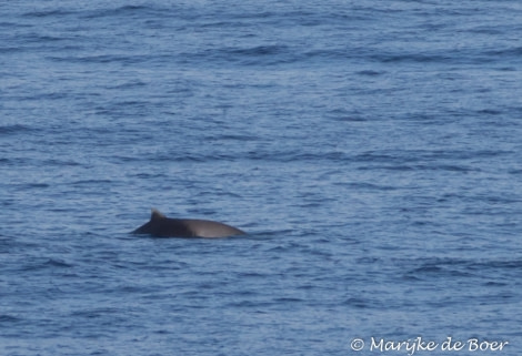 PLA35-18 Day20_straptoothed beaked whale_Marijke de Boer_20180416-4L6A2866_edit © Oceanwide Expeditions.jpg