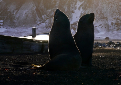 PLA31-18 Whalers Bay P1310607 © Oceanwide Expeditions.jpg