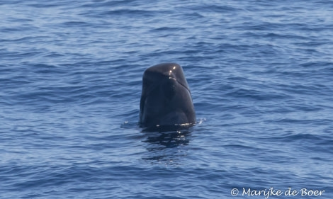 PLA35-18 Day29_pilot whale_Marijke de Boer_20180425-4L6A4605_edit © Oceanwide Expeditions.jpg