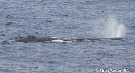 PLA35-18 Day30_spem whale_Marijke de Boer_20180426-4L6A4749_edit © Oceanwide Expeditions.jpg