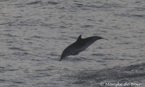 PLA35-18 DAY 32_CLymene dolphin_Marijke de Boer_20180428-4L6A5479_edit © Oceanwide Expeditions.jpg