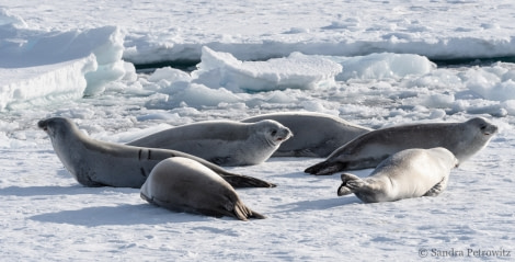 Crabeater seals, lounging on the Crystal Sound pack ice © Sandra Petrowitz - Oceanwide Expeditions.jpg