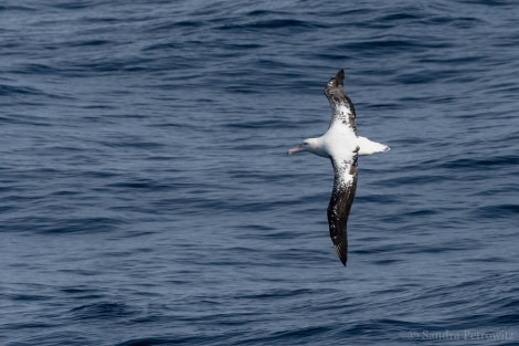 OTL32-18 20180315_SandraPetrowitz_Wandering_Albatross © Oceanwide Expeditions.jpg