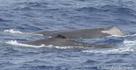 PLA35-18 DAY25_Marijke de Boer_sperm whale_20180421-4L6A3460_edit © Oceanwide Expeditions.jpg