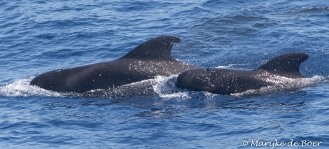 PLA35-18 Day29_pilot whale_Marijke de Boer_20180425-4L6A4577_edit © Oceanwide Expeditions.jpg