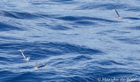 PLA35-18 Day19_flying squid_Marijke de Boer_20180415-4L6A2759_edit © Oceanwide Expeditions.jpg