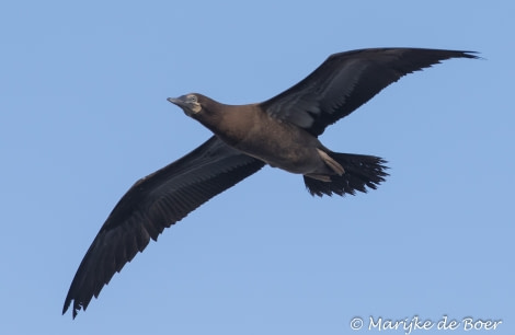 PLA35-18 DAY27_Marijke de Boer_brown booby_20180423-4L6A3825_edit © Oceanwide Expeditions.jpg