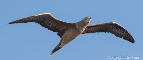 PLA35-18 DAY27_Marijke de Boer_red-footed booby_20180423-4L6A3810_edit © Oceanwide Expeditions.jpg