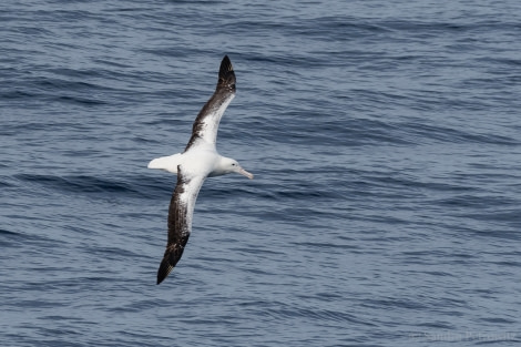 OTL32-18 20180315_SandraPetrowitz_Royal-Albatross © Oceanwide Expeditions.jpg