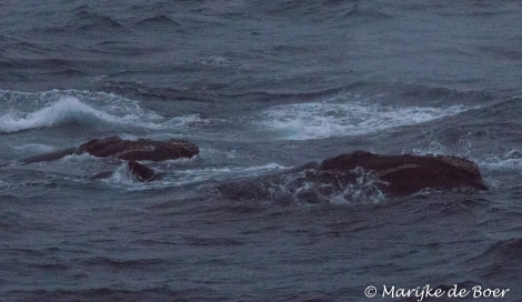 PLA35-18 Day 5_M de Boer_right whale_20180401-4L6A0800_edit © Oceanwide Expeditions.jpg