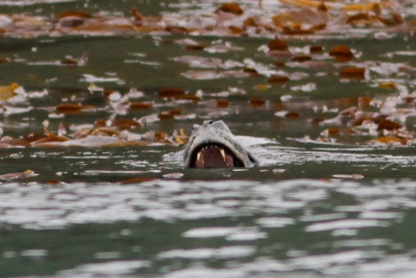 PLA35-18 Leopard seal, Cooper Bay © Oceanwide Expeditions.jpg