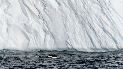 OTL32-18 20180319_SandraPetrowitz_Orca_Iceberg_02 © Oceanwide Expeditions.jpg