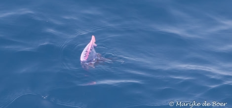 PLA35-18 DAY 32_Portugese Manowar_Marijke de Boer_20180428-4L6A5567_edit © Oceanwide Expeditions.jpg