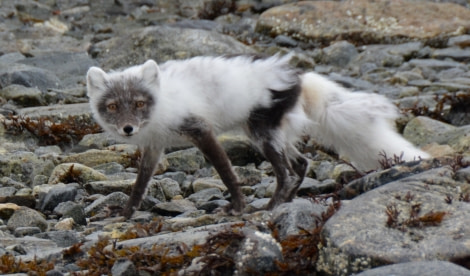 North Spitsbergen, Arctic Spring, June ArcticFox © Peter Tadin-Oceanwide Expeditions.jpg