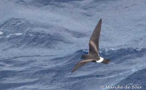 PLA35-18 Day28_band-rumped stormpetrel_Marijke de Boer_20180424-4L6A4335_edit © Oceanwide Expeditions.jpg