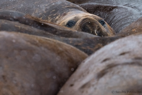 OTL32-18 20180320_SandraPetrowitz_Lagoon_ElephantSeals_02 © Oceanwide Expeditions.jpg