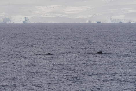 PLA31-18 Wilhelmina & Danco P1310253 © Oceanwide Expeditions.jpg © Oceanwide Expeditions.jpg