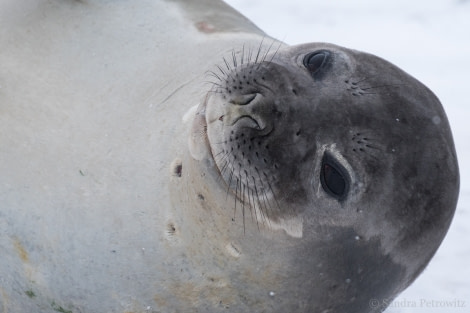 OTL32-18 20180320_SandraPetrowitz_Lagoon_ElephantSeals_05 © Oceanwide Expeditions.jpg