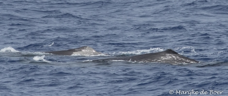 PLA35-18 DAY25_Marijke de Boer_sperm whale_20180421-4L6A3437_edit © Oceanwide Expeditions.jpg