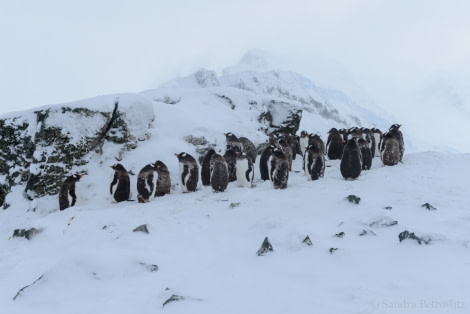 OTL32-18 20180324_SandraPetrowitz_Danco_Penguins © Oceanwide Expeditions.jpg