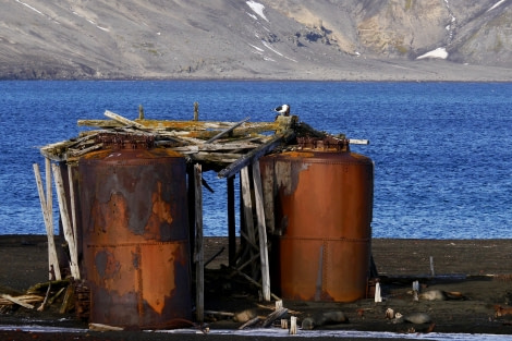 PLA31-18 Whalers Bay P1310653 © Oceanwide Expeditions.jpg