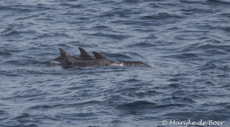 PLA35-18 DAY 32_Rough-toothed dolphin_Marijke de Boer_20180428-4L6A5493_edit © Oceanwide Expeditions.jpg