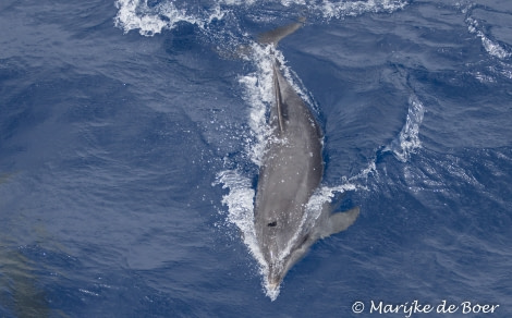 PLA35-18 Day28_Bottlenose dolphin_Marijke de Boer_20180424-4L6A4286_edit © Oceanwide Expeditions.jpg