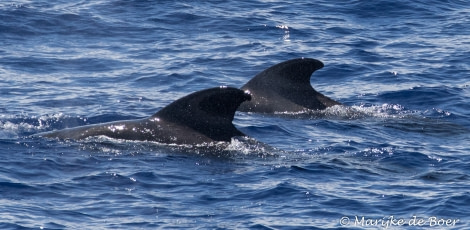 PLA35-18 Day21_pilot whale_Marijke de Boer_20180417-4L6A3016_edit © Oceanwide Expeditions.jpg