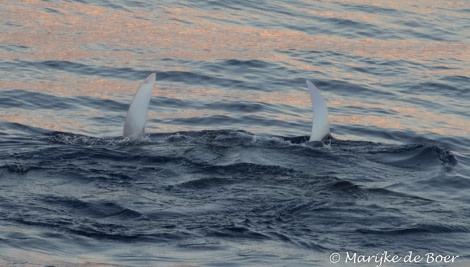 PLA35-18 Day20_Manta ray_Marijke de Boer_20180416-4L6A2913_edit © Oceanwide Expeditions.jpg