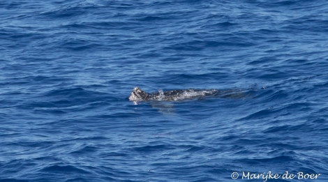 PLA35-18 DAY26_Marijke de Boer_leatherback turtle_20180422-4L6A3599_edit20180422-4L6A3664_edit © Oceanwide Expeditions.jpg