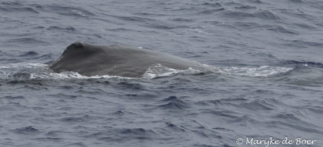 PLA35-18 DAY25_Marijke de Boer__sperm whale_20180421-4L6A3407_edit © Oceanwide Expeditions.jpg