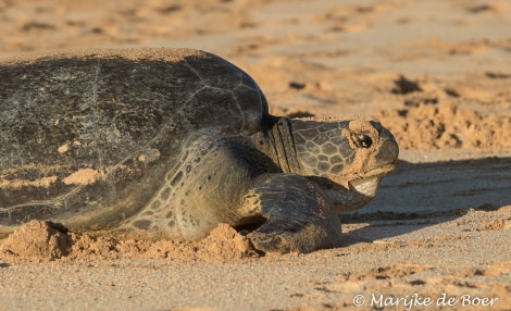 PLA35-18 DAY27_Marijke de Boer_green turtle_20180424-4L6A4118_edit © Oceanwide Expeditions.jpg