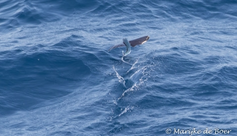 PLA35-18 Day30_flyngfish_Marijke de Boer_20180426-4L6A4640_edit © Oceanwide Expeditions.jpg