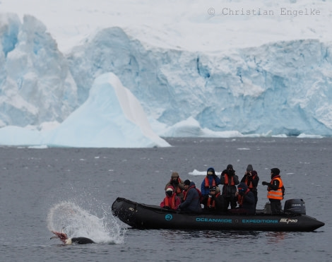 OTL32-18 20180317 Cuverville - (c) Christian Engelke © Oceanwide Expeditions.jpg