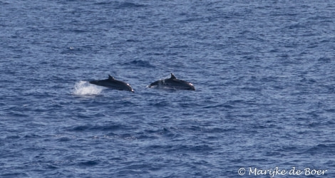 PLA35-18 DAY26_Marijke de Boer_striped dolphin__20180422-4L6A3599_edit © Oceanwide Expeditions.jpg