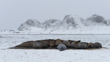 OTL32-18 20180320_SandraPetrowitz_Lagoon_ElephantSeals_01 © Oceanwide Expeditions.jpg