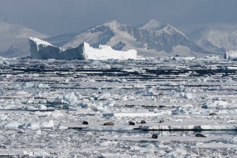 Crystal Sound landscape © Sandra Petrowitz - Oceanwide Expeditions.jpg