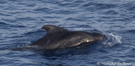 PLA35-18 DAY25_pilot whale_Marijke de Boer_20180421-4L6A3346_edit © Oceanwide Expeditions.jpg