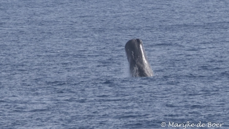 PLA35-18 Day30_sperm whale_Marijke de Boer_20180426-4L6A4677_edit © Oceanwide Expeditions.jpg