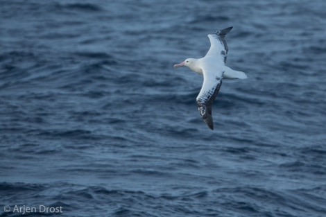 PLA35-18 day 2_Arjen Drost_1 © Oceanwide Expeditions.jpg